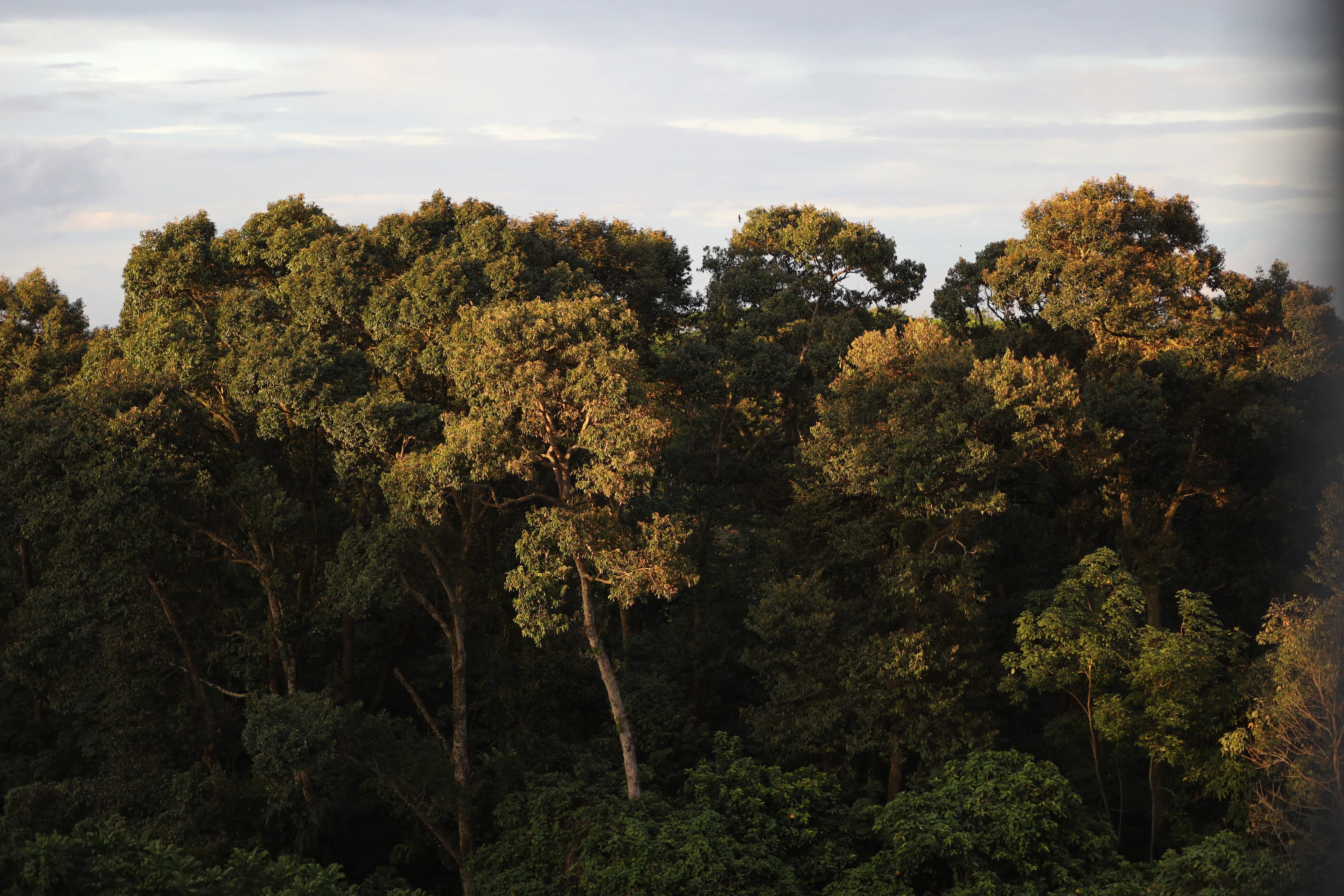 Strategic Environmental Assessment Project (SESA)